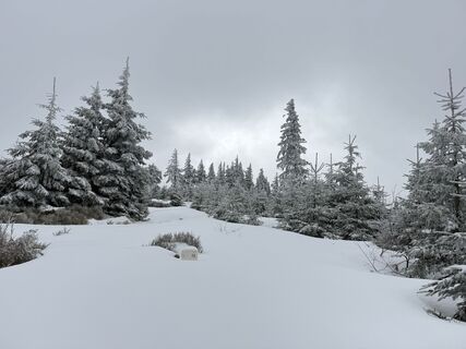 Zdjęcie z Natur_erleben_dg wzdłuż trasy