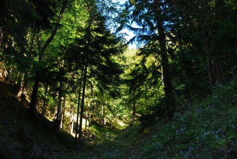 Kuhsteig – Krumbachsattel - Krumbachstein