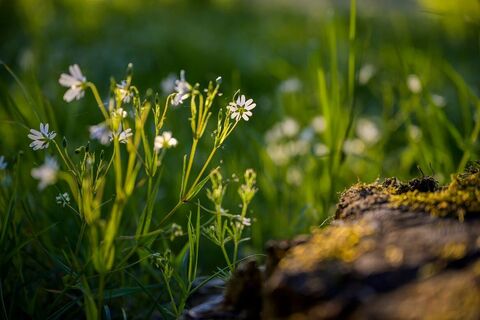 Ranger auf dem Clemensberg am Rothaarsteig