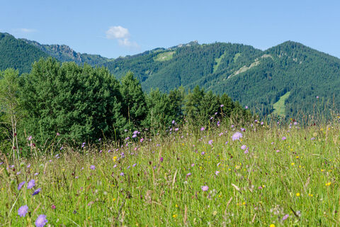 Mountainbiketour - Von Murnau über die Drei Marken - Blick in die Ammergauer