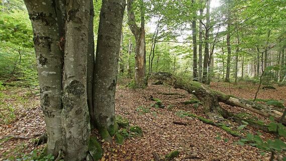 Wilder Wald