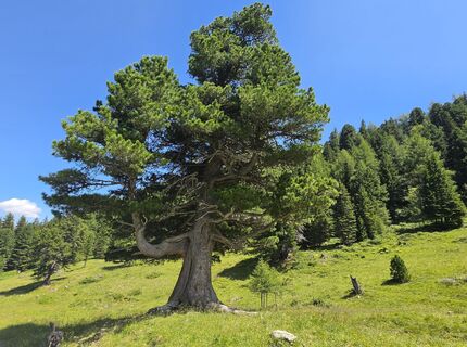 Fotografija s spletne strani MRDL na poti