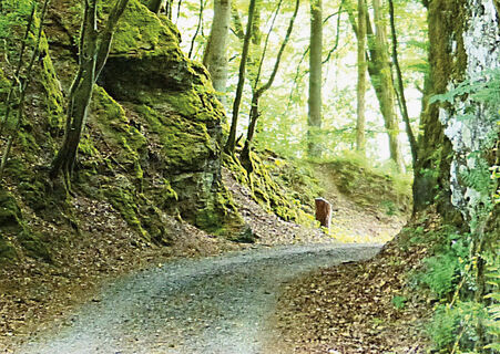 Grubenbahntrasse Brölbachtal