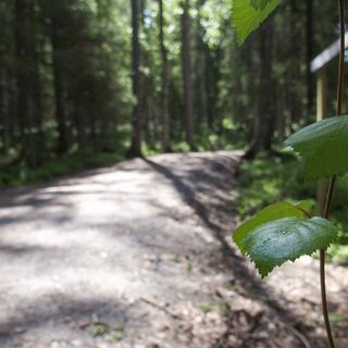 Lentuankosken Pfad, Kuhmo