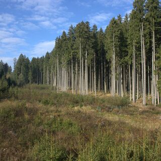 Gusen-Ursprung Runde