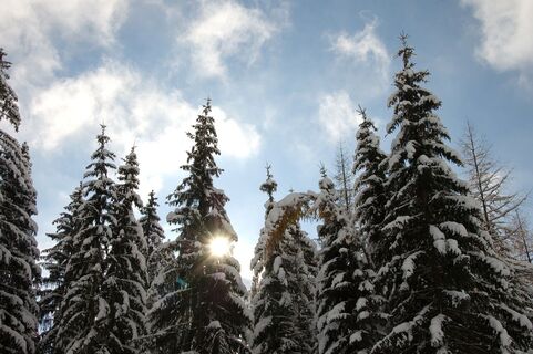 Winterwald am Wanderweg