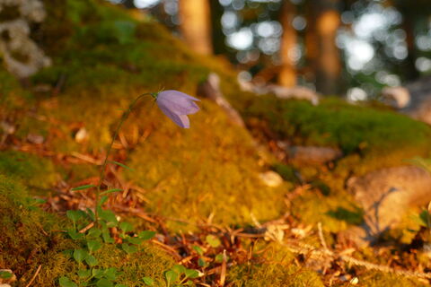 die ersten Sonnenstrahlen und eine kleine Glockenblume