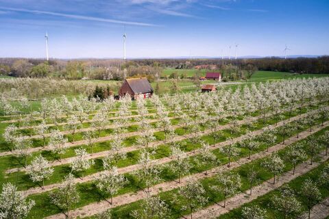 oelde-stromberg-pflaumenblüte-02