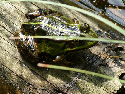 Frosch im NSG Brinksknapp