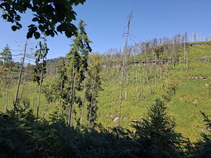 Foto de nordbergschnecke a lo largo del recorrido