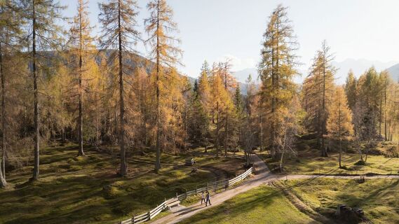 Drohnenaufnahme Wanderung im Herbst am Oberer Wiesenweg_Paar läuft auf Wanderweg mit vielen Lärchen im Hintergrund.jpg