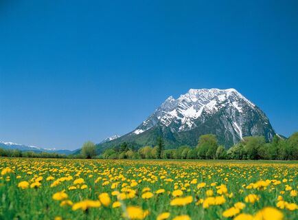 Blumenwiese in Trautenfels mit Grimming im Hintergrund