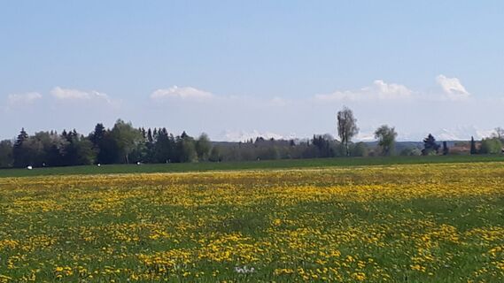 Wiesenlandschaft mit Bergpanorama zwischen Guggenberg und Ollarzried