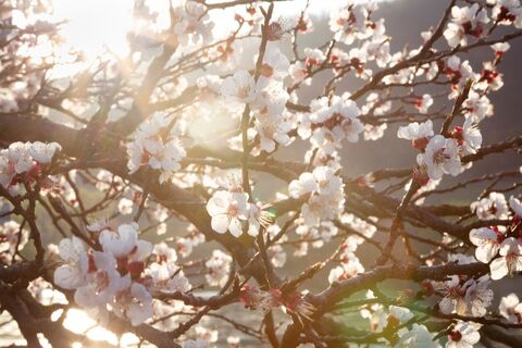 Marillenblüte
