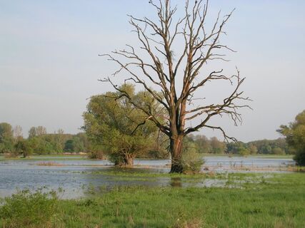 Bauernwiesen