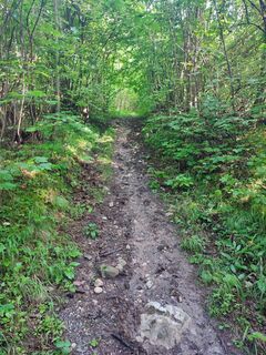 Weg Nr. 677 von Anfang an steil, gradlinig und erdig