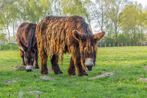 Piotou Esel an der Stever