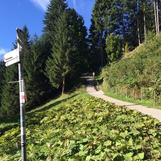 Vom Söllereck nach Riezlern