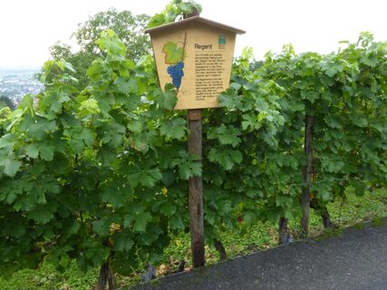 Weinlehrpfad Hemsbach