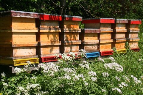 Bienenstöcke beim Bienenlehrpfad_Naturpark Almenland_Oststeiermark