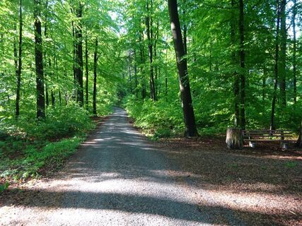 Hörnelweg im Karswald