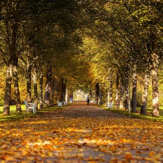 Goetheallee im Kurpark