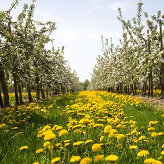 Apfelplantage in der Rhein-Voreifel