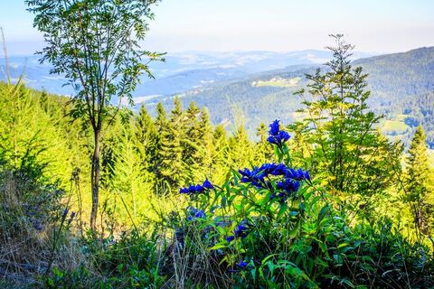 sauruecken-blick-stcorona