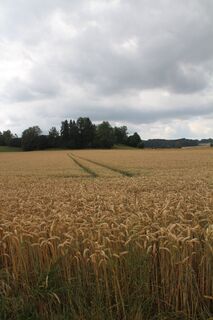 Getreidefeld am Wegesrand