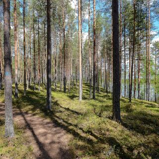 Der Luupään Lenkki Trail ist gut ausgeschildert.