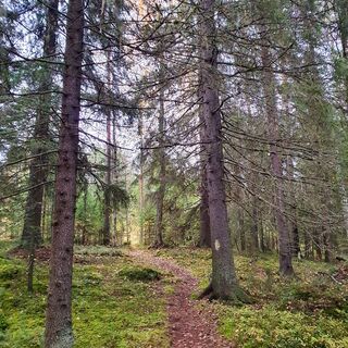 Erkin Polku, Kajaani