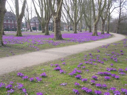 Das Stephanswäldchen zur Krokusblüte