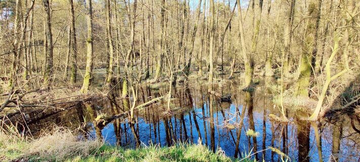 Erlenbruchwald mit Spiegelungen bei Haaßel