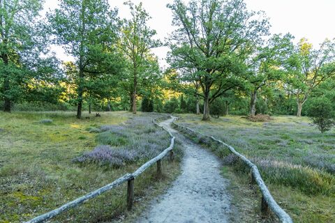 greven-naturschutzgebiet -bockholter-berge-02