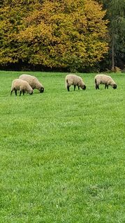 Fotografija s spletne strani Rene Wippel na poti