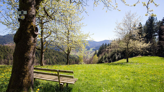 Der Schwarzwaldsteig - immer wieder eröffnet sich ein herrliches Panorama