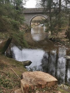 Photo de Waldläufer le long du parcours