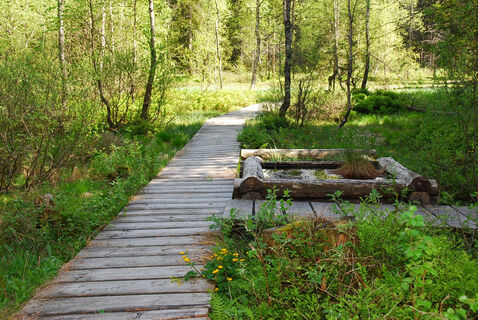 Weg ins Moor
