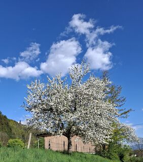 Fotografija s spletne strani Mangolein na poti