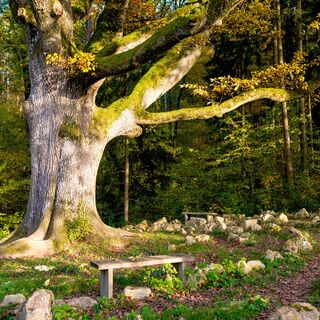 Labyrinth auf dem Naturpfad Sinneswandel