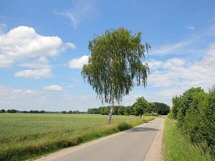 Zwischen Altenmedingen und Niendorf I