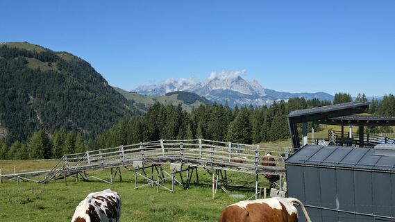 Fotografija s spletne strani Drago The Trap na poti