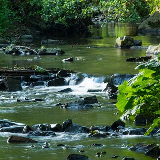 Die Orke bei Medelon