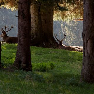 Hirsche im Paneveggio-Park