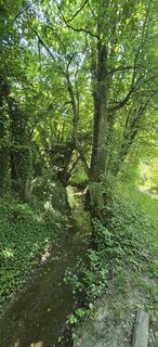 Photo de titi le long du parcours