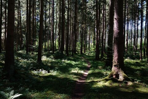 Fotografija s spletne strani Skip na poti