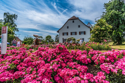 Rosensortiments Garten Nöggenschwiel
