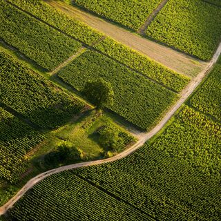 Vignes et arbre au couchant