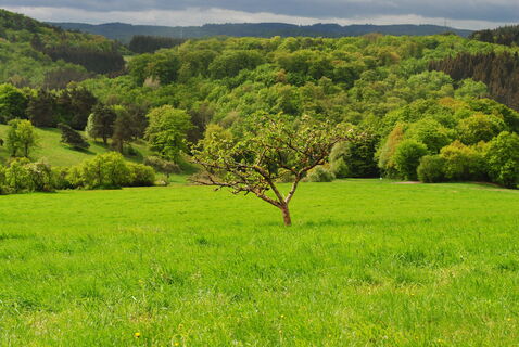 Naturschutzgebiet Sauernberg