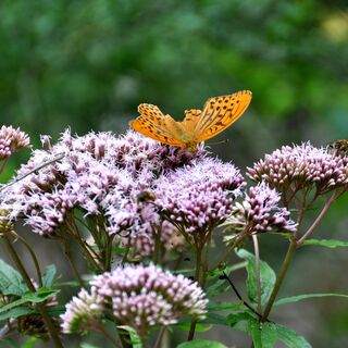 Schmetterling